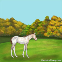 Horse Color:Gray Perlino Roan Onyx Blanket 