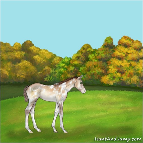 Horse Color:White Spotted Buckskin Pearl Onyx