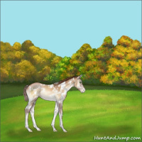 Horse Color:White Spotted Buckskin Pearl Onyx 