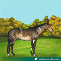 Horse Color:White Spotted Buckskin