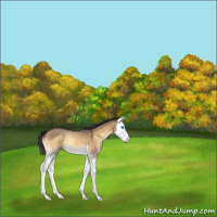 Horse Color:Buckskin Roan Onyx Splash 