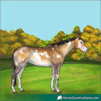 Horse Color:White Spotted Buckskin Onyx 