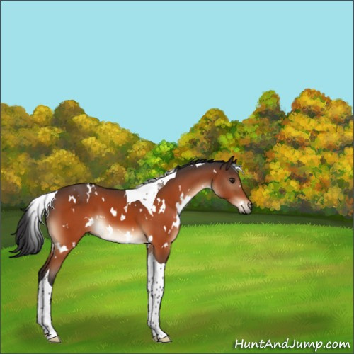Horse Color:White Spotted Bay Tobiano