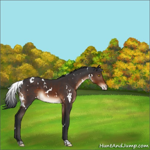 Horse Color:White Spotted Brown Varnish 