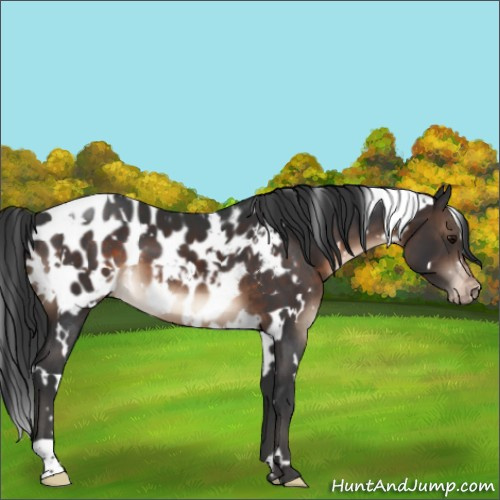 Horse Color:White Spotted Brown Appaloosa 