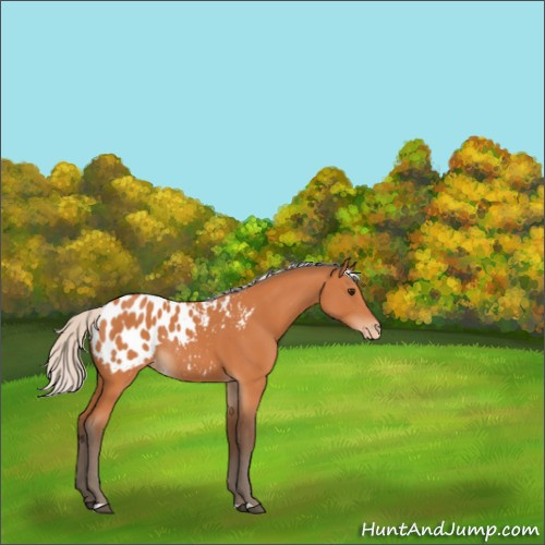 Horse Color:Silver Bay Appaloosa Rabicano 