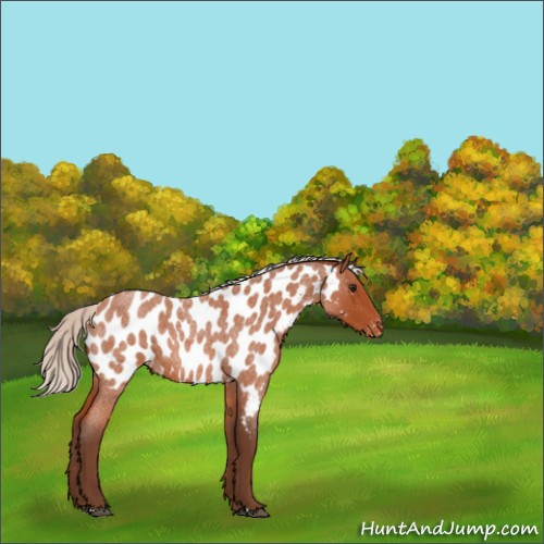 Horse Color:Silver Bay Roan Appaloosa Rabicano