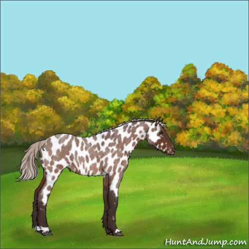 Horse Color:Silver Brown Roan Appaloosa Rabicano 