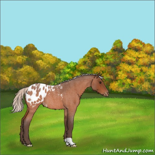 Horse Color:Silver Bay Roan Appaloosa 