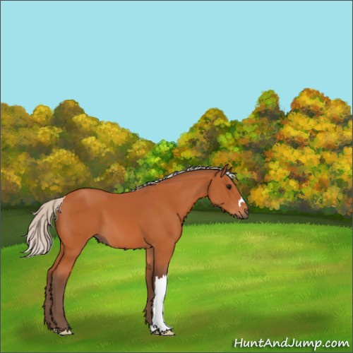 Horse Color:Silver Bay 