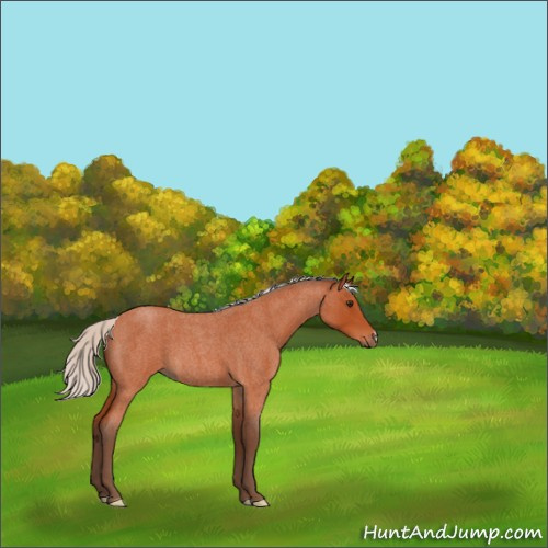 Horse Color:Silver Brown Roan