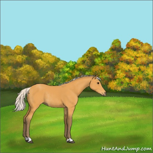 Horse Color:Silver Buckskin Rabicano