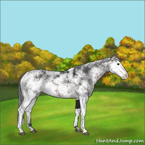 Horse Color:Brown Sabino