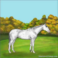 Horse Color:Brown Sabino
