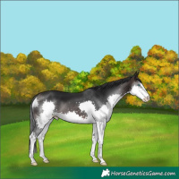 Horse Color:Brown Splash