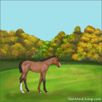 Horse Color:Buckskin Roan 