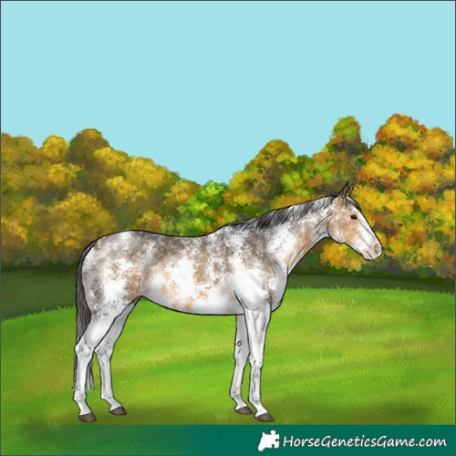 Horse Color:Buckskin Sabino
