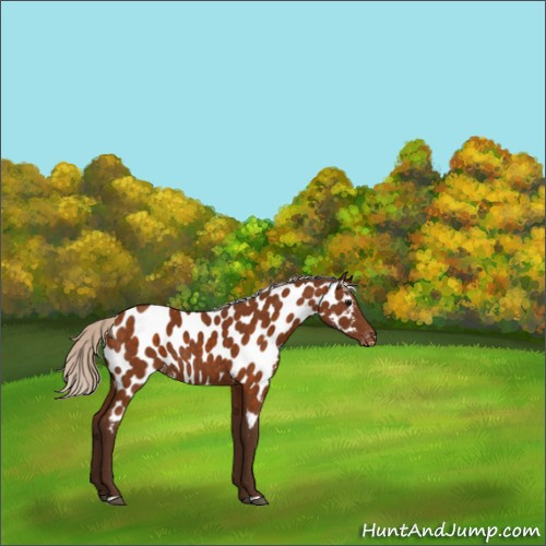Horse Color:Silver Buckskin Appaloosa Rabicano 
