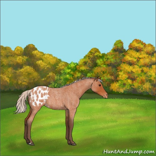 Horse Color:Silver Bay Roan Appaloosa 