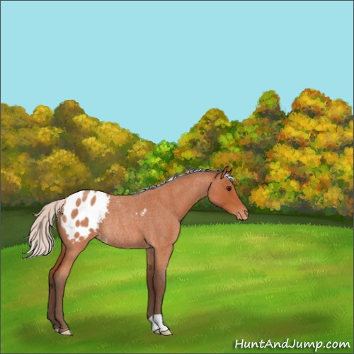 Horse Color:Silver Bay Roan Appaloosa Rabicano 