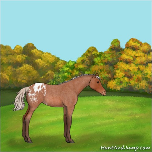 Horse Color:Silver Brown Roan Appaloosa Rabicano 