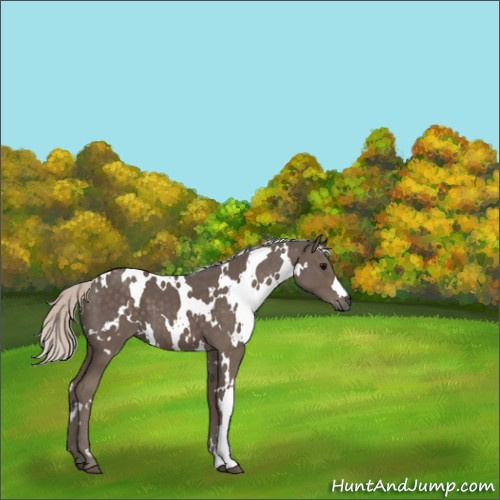 Horse Color:White Spotted Silver Black 