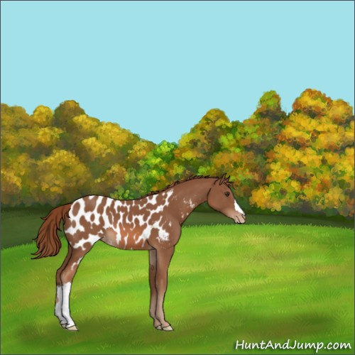 Horse Color:Chestnut Appaloosa 
