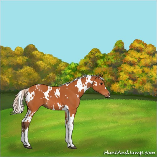 Horse Color:White Spotted Silver Bay 