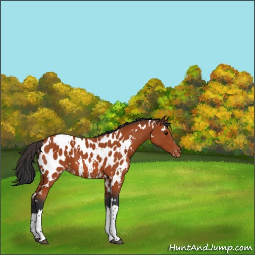 Horse Color:White Spotted Brown Appaloosa 