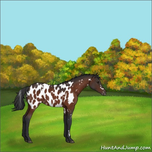 Horse Color:White Spotted Brown Appaloosa 