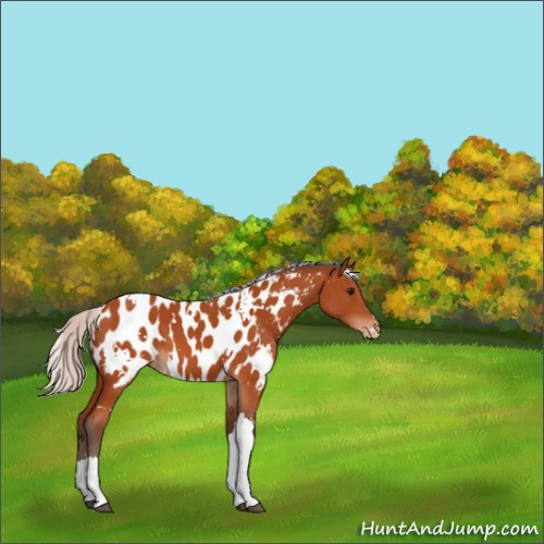 Horse Color:White Spotted Silver Bay Appaloosa