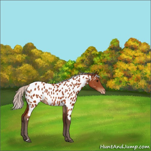 Horse Color:Silver Bay Appaloosa 