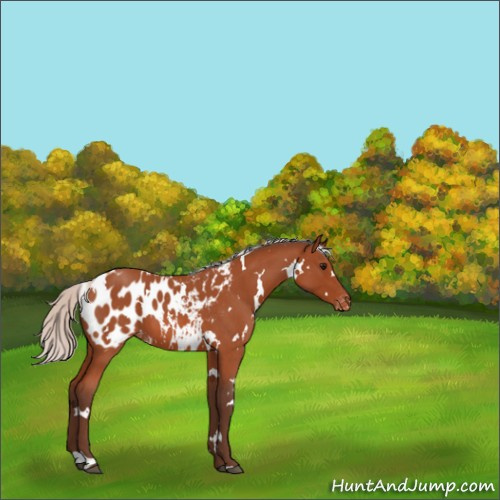 Horse Color:White Spotted Silver Bay Roan Appaloosa 