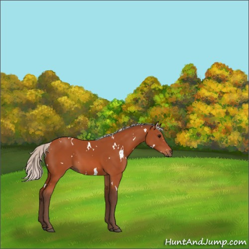 Horse Color:White Spotted Silver Bay 