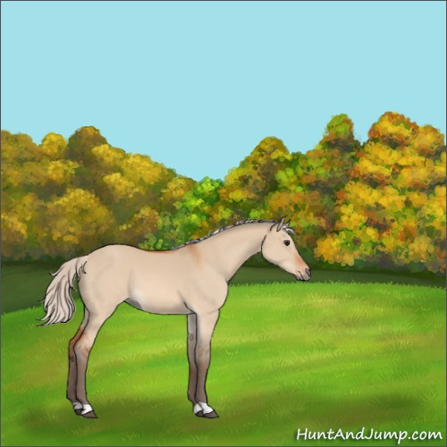 Horse Color:Silver Bay Dun 