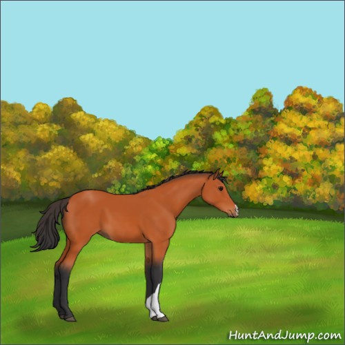 Horse Color:Bay 