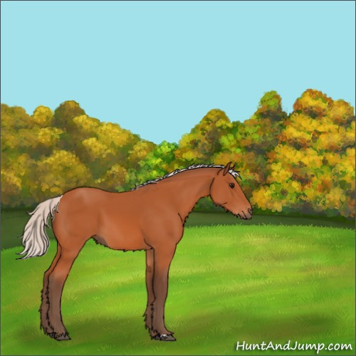 Horse Color:Silver Bay 