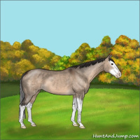 Horse Color:Brown Dun Sabino Splash