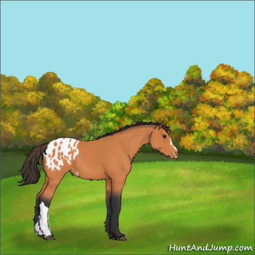 Horse Color:Bay Appaloosa