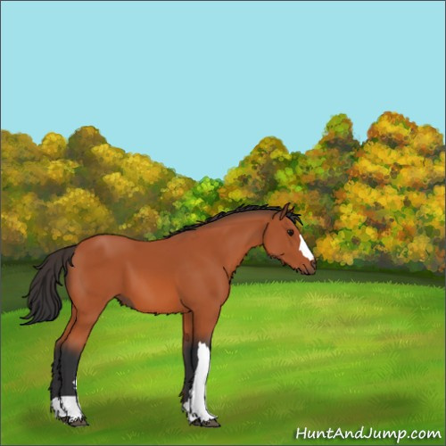 Horse Color:Bay 