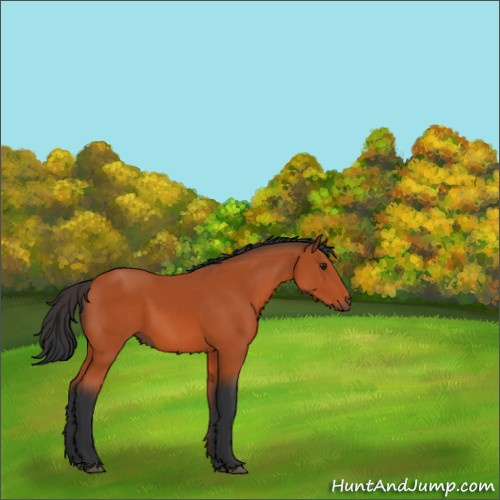 Horse Color:Brown 