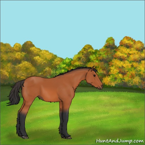Horse Color:Bay 