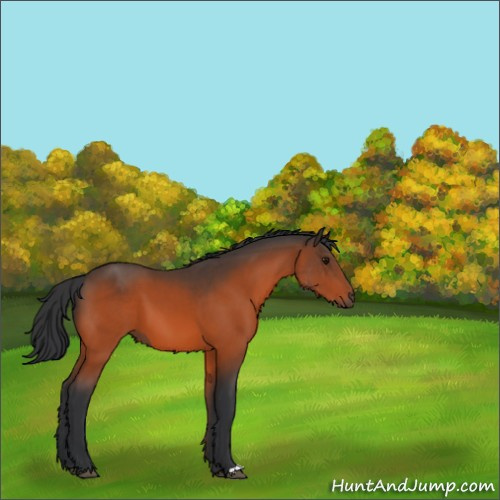 Horse Color:Bay 