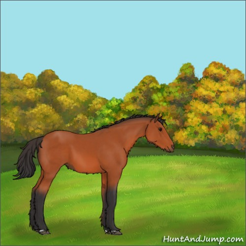 Horse Color:Bay 