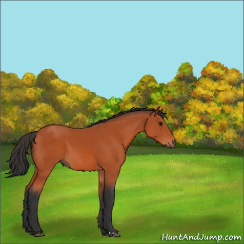 Horse Color:Bay 