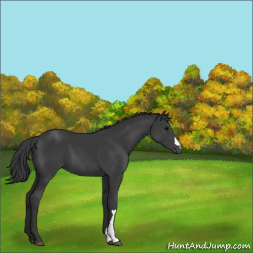 Horse Color:Black 