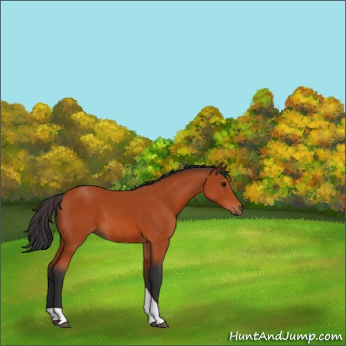 Horse Color:Bay Tobiano 
