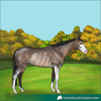 Horse Color:Brown Dun Sabino Rabicano