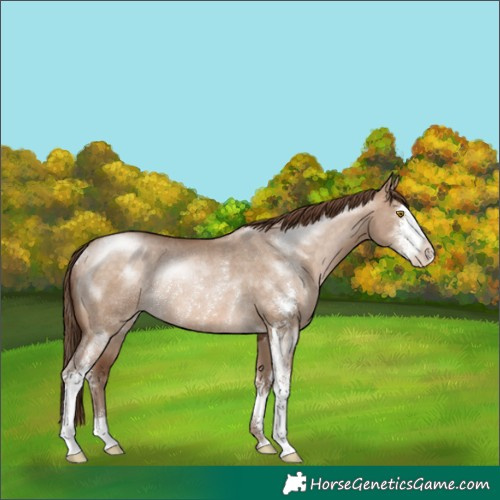 Horse Color:Brown Pearl Dun Sabino Rabicano 