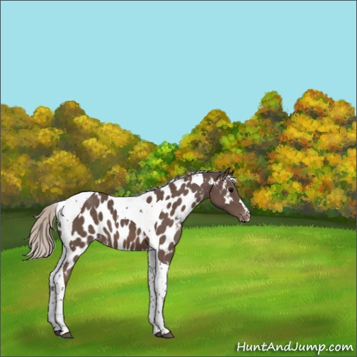 Horse Color:Silver Black Tobiano Appaloosa
